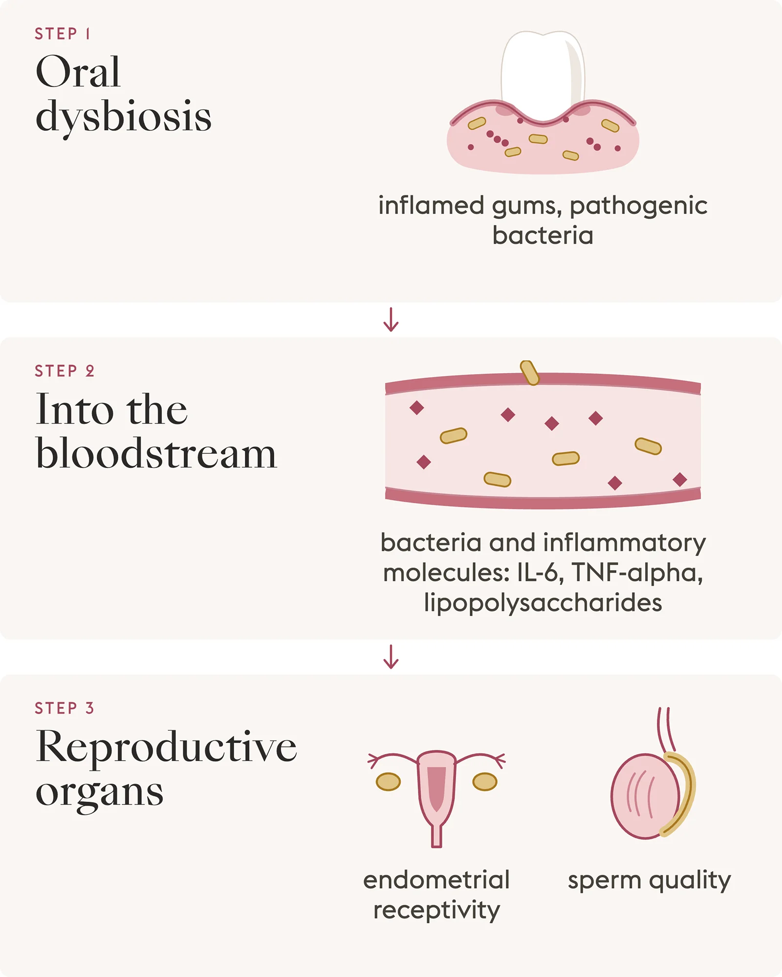 Diagram of the link between oral health and fertility: gum inflammation reaches the bloodstream, then the reproductive organs.